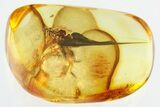 Detailed Fossil Spider (Araneae) In Baltic Amber #325251-1